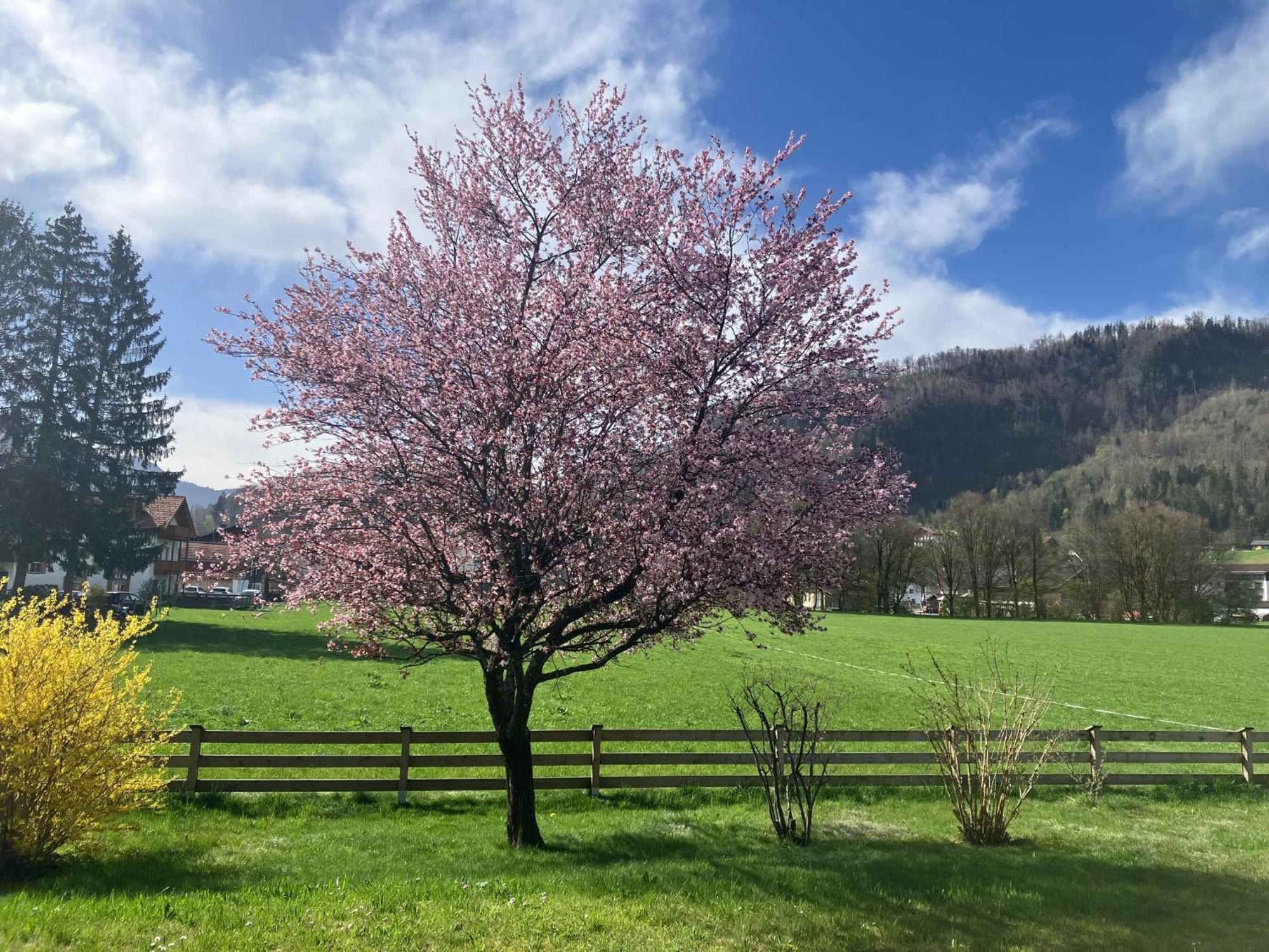 Open Garden Mountain Lodge Oberaudorf Exterior foto